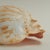 Large Melo Amphora Sea Shell For Sale - Image 9 of 10