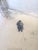 Here is a Mid-Century Chen Chi Lithograph titled “Winter.” This vintage print shows a figure walking across a snowy...