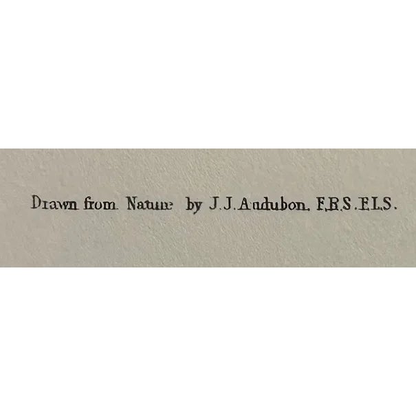 Printmaking Materials Vintage Audubon Society Cardinal & Grosbeak Framed Print - 24x29 Bird Art For Sale - Image 7 of 12