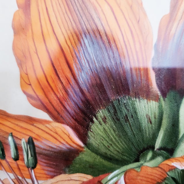 Anton Hartinger, Amaryllis Still Life from the Paradisus Vindobonensis Series, Chromolithograph, 1890s For Sale - Image 4 of 9