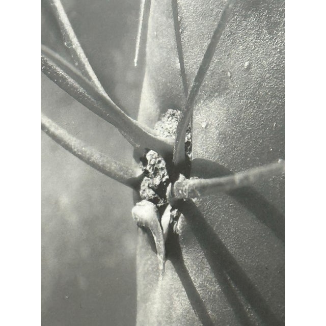 Silver Eugenia Rendon De Olazabal Espinas Series Cactus Dark Aesthetic Photograph, Framed For Sale - Image 8 of 12