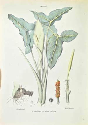 Vincenzo Tenore, The Gigaro, Lithograph, 1870s