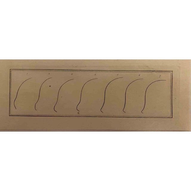 The Profile - The Physiognomy is an original etching artwork realized by Thomas Holloway for Johann Caspar Lavater's...