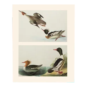 1966 Vintage Farmhouse Cottage Print After John James Audubon, Red-Breasted Merganser