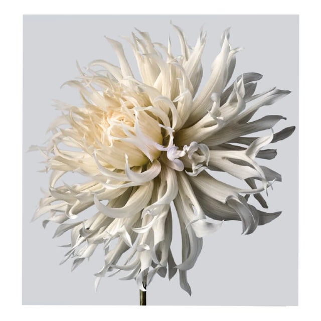 Philip Gatward, Dahlia 5, Archival Pigment Print For Sale
