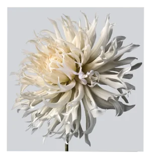 Philip Gatward, Dahlia 5, Archival Pigment Print