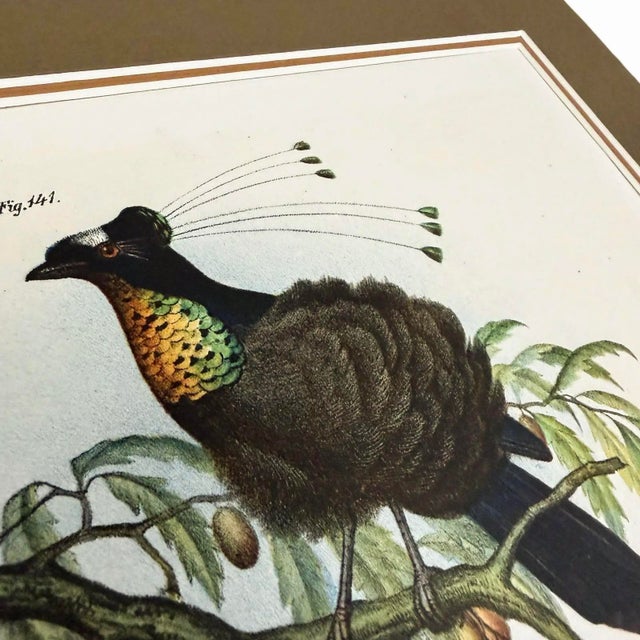 This original 1864 chromolithograph from Leopold Joseph Fitzinger’s ornithological atlas depicts a vivid gathering of...