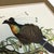This original 1864 chromolithograph from Leopold Joseph Fitzinger’s ornithological atlas depicts a vivid gathering of...