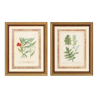Johann Wilhelm Weinmann Botanical Engravings, Pair For Sale