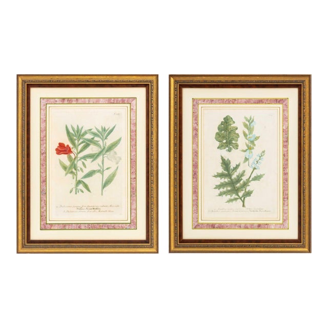 Johann Wilhelm Weinmann Botanical Engravings, Pair For Sale