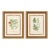 Johann Wilhelm Weinmann Botanical Engravings, Pair For Sale
