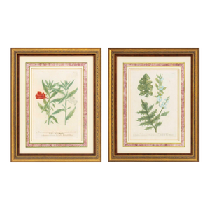 Johann Wilhelm Weinmann Botanical Engravings, Pair