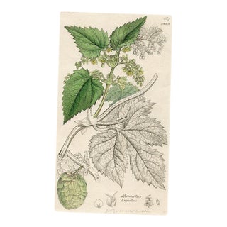1840s, Hop Botanical Print by James Sowerby, Original Antique Botanical Print, Engraving, Hand Colored, England For Sale