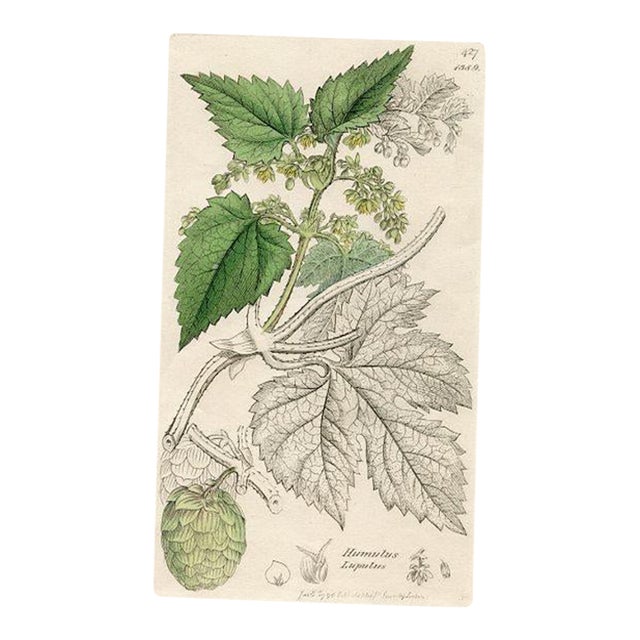 1840s, Hop Botanical Print by James Sowerby, Original Antique Botanical Print, Engraving, Hand Colored, England For Sale
