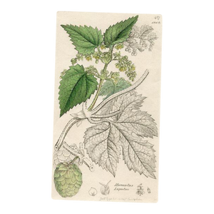 1840s, Hop Botanical Print by James Sowerby, Original Antique Botanical Print, Engraving, Hand Colored, England