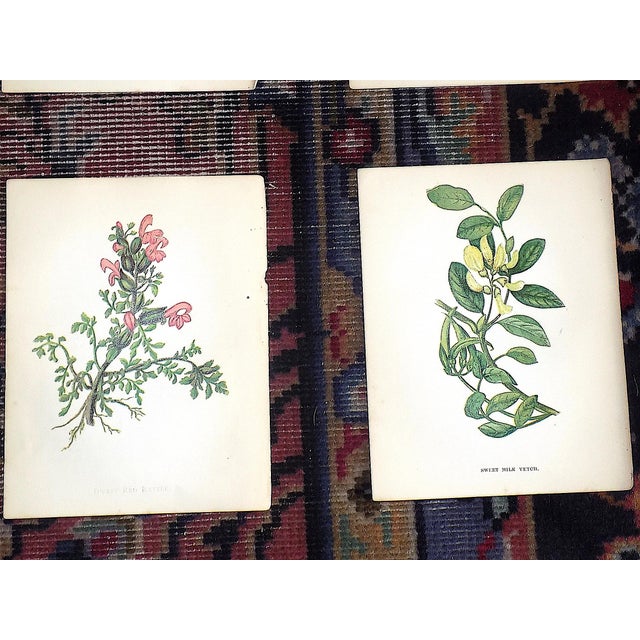 Mid 19th Century Antique 19th Century Anne Pratt Botanical Chromolithographs - Set of 12 For Sale - Image 5 of 10