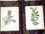 Mid 19th Century Antique 19th Century Anne Pratt Botanical Chromolithographs - Set of 12 For Sale - Image 5 of 10