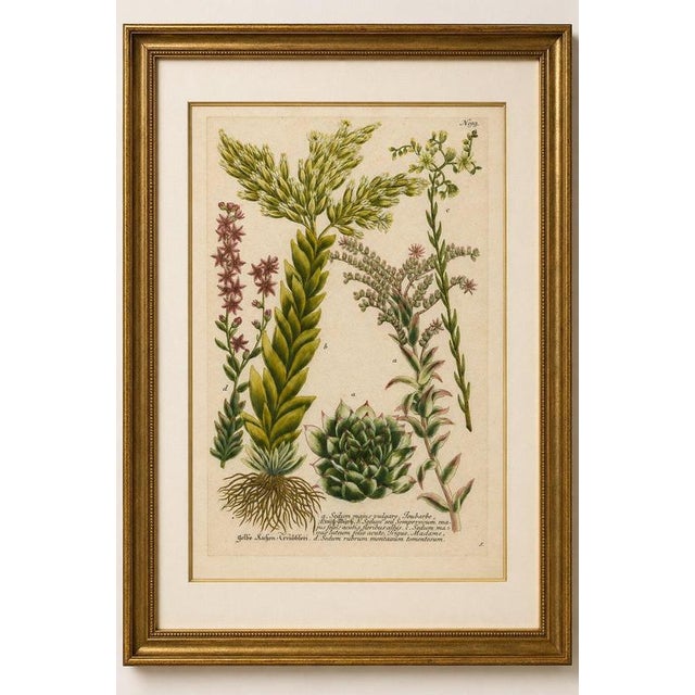 Gold Johann Wilhelm Weinmann, Sedum and Succulent Plants, 1737, Engraving For Sale - Image 8 of 10