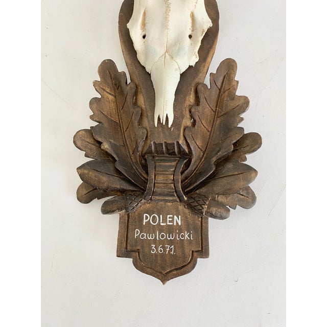 1971 German Black Forest Roe Deer Antlers For Sale - Image 4 of 6