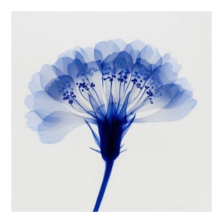 Abstract Blue Botanical Limited Edition Fine Art Print No. 3 | Organic Modern For Sale