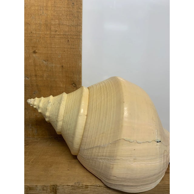 Early 20th Century Extra Large Syrinx Aranus Sea Shell | Chairish