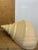 Antique White Early 20th Century Extra Large Syrinx Aranus Sea Shell For Sale - Image 8 of 8