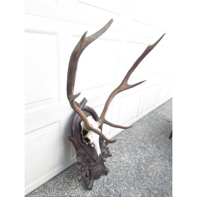 Vintage Black Forest mounted deer antlers, c.1940 A large pair of antlers mounted on a large decorative carved wood...