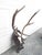 Vintage Black Forest mounted deer antlers, c.1940 A large pair of antlers mounted on a large decorative carved wood...