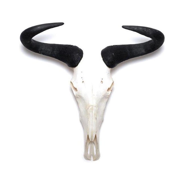 African Wildebeest Horn, Full Skull For Sale - Image 4 of 4