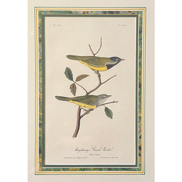 Mid 20th Century Audubon Birds of America (First Edition Royal Octavo) | Antique Prints of Rare Songbird Collection- Set of 4, Framed For Sale - Image 12 of 12