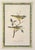 Mid 20th Century Audubon Birds of America (First Edition Royal Octavo) | Antique Prints of Rare Songbird Collection- Set of 4, Framed For Sale - Image 12 of 12