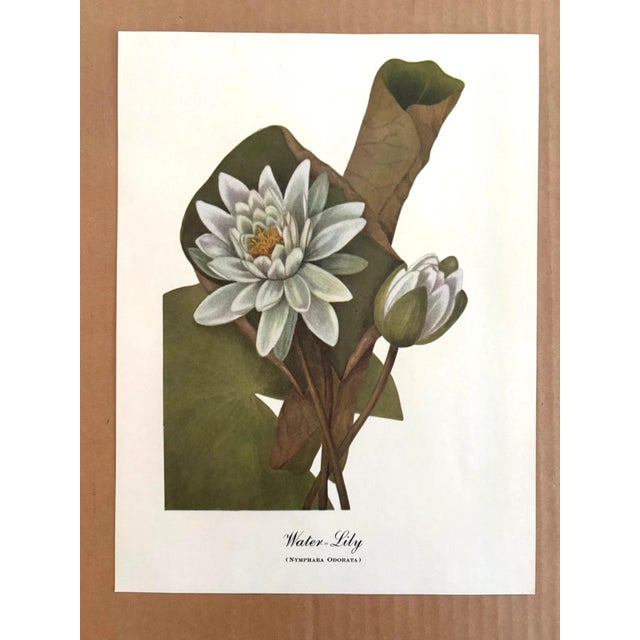 Up for sale is this charming print from an original painting by noted artist Mary Vaux Walcott (1860-1940), matted in an...