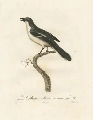 Pretre, Shrike Illustration, La Collurie Ardoisée, Handcolored Print, 1807