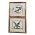 Pair of 18th Century Brisson Bird Engravings For Sale