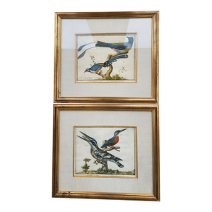 Pair of 18th Century Brisson Bird Engravings