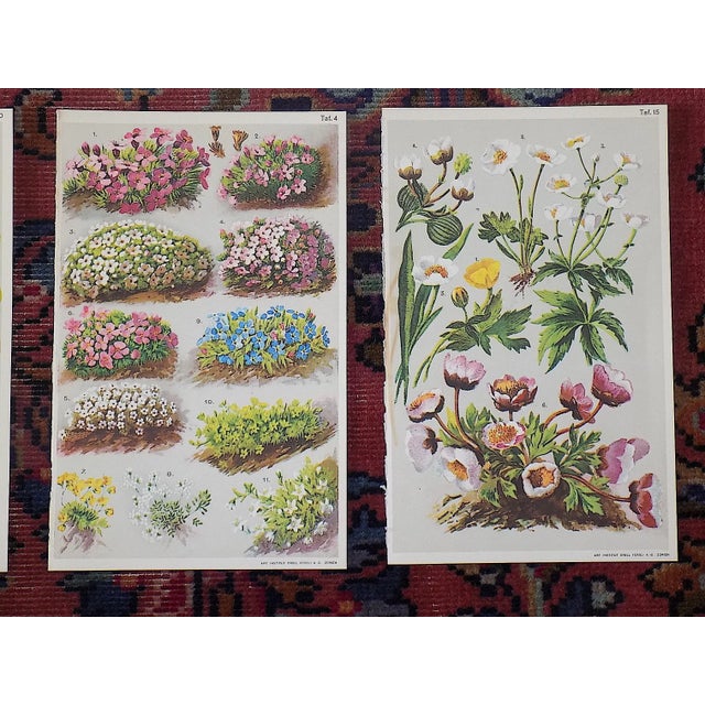 Late 19th Century Antique 19th Century Botanical Lithographs - Set of 6 For Sale - Image 5 of 7