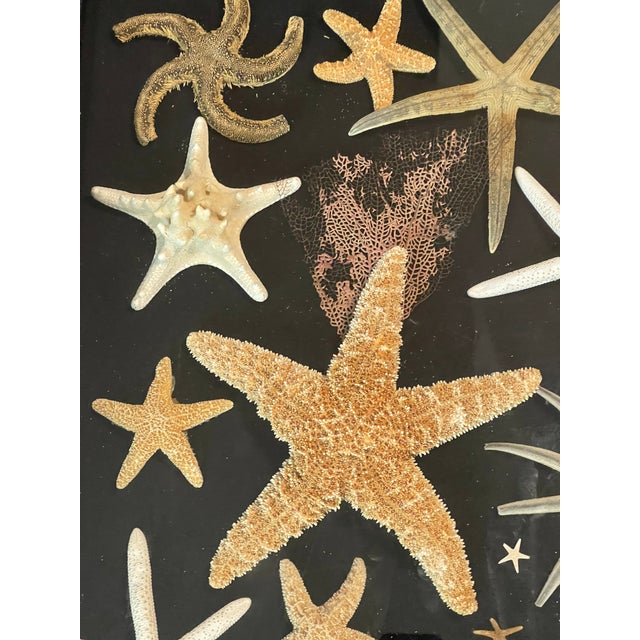 Vintage Sea Stars Collection in a Shadow Box Greeting From Florida For Sale - Image 11 of 11