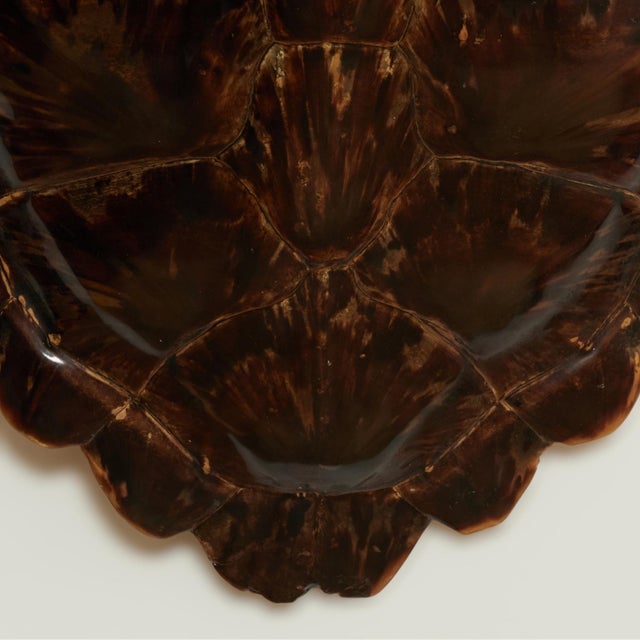 Antique Organic Turtle Shell For Sale - Image 9 of 10