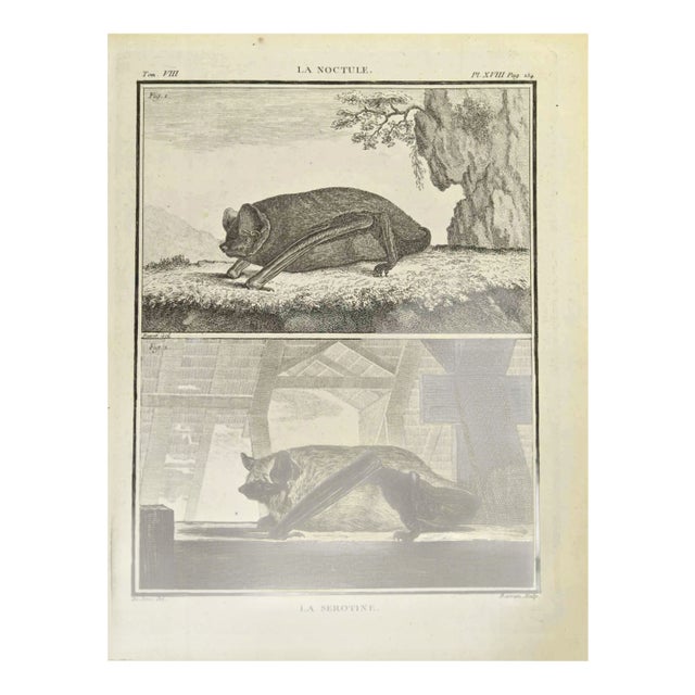 Jean Louis Barran, La Noctule, Etching, 1771 For Sale