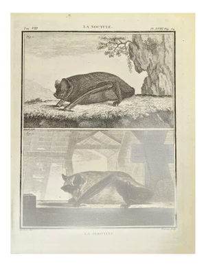 Jean Louis Barran, La Noctule, Etching, 1771