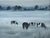 Modernist 'Friesians in the Mist' Vintage Original Landscape Oil Painting, Framed For Sale - Image 13 of 13