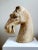 Early 20th Century Hand Carved Wood Camel Head Sculpture For Sale In Greensboro - Image 6 of 13