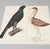 1980s Olof Rudbeck, Swedish 18th C., Monumental Bird Portfolio, 35 Images in Modern Facsimile, Published by René Coeckelbergh For Sale - Image 4 of 6