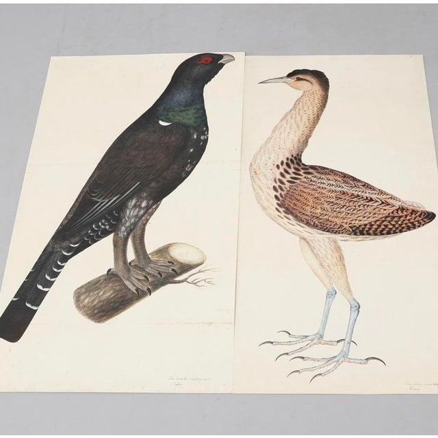 Olof Rudbeck, Swedish 18th C., Monumental Bird Portfolio, 35 Images in Modern Facsimile, Published by René Coeckelbergh For Sale - Image 4 of 6