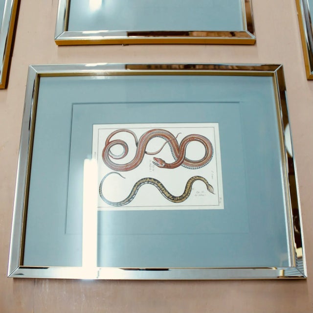 Set of Five Hand Colored Snake Engravings, 18th Century For Sale - Image 11 of 12