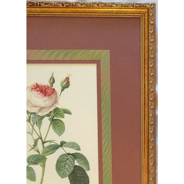 Pair of P. J. Redoute Lithographs Prints French Botanical Still Life Roses Framed For Sale In Providence - Image 6 of 7