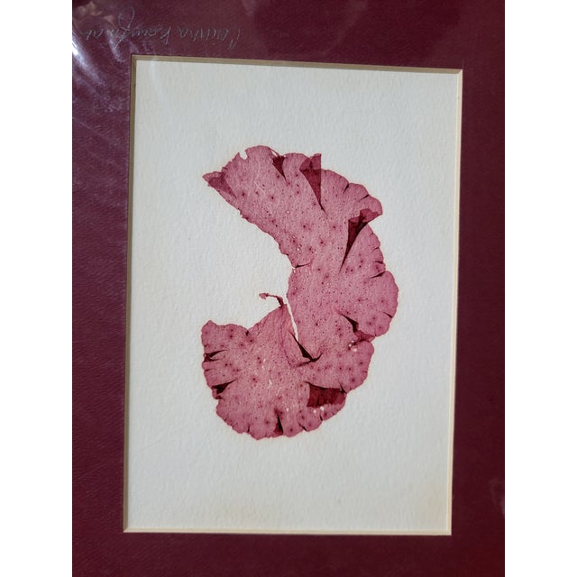 Late 20th Century Matted Seaweed Giclée Prints Artist Signed - Set of 4 For Sale - Image 4 of 12