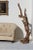 A bold and controversial midcentury sculpture by a doctor. the story is a big Pacific northwest storm came and washed a...