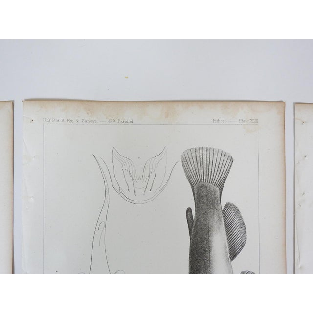 Mid 19th Century Mid 19th Century Us Pacifc Railroad Fish Lithograph Book Plate - Set of 3 For Sale - Image 5 of 8