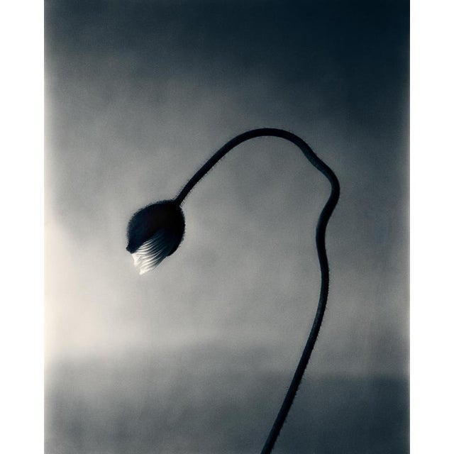 Poppy bud' Analogue monochrome floral photography. London, United Kingdom 2024. Limited edition of 10. Printed on the...